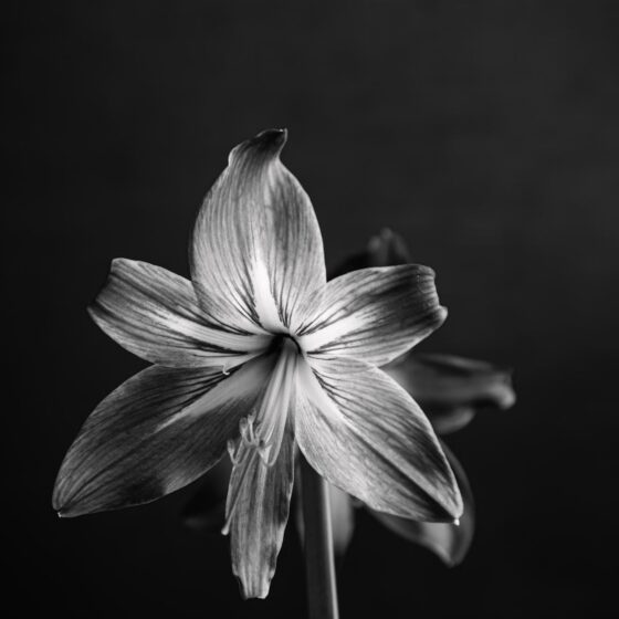 Vasty Photographer - A premium WP theme by Greatives