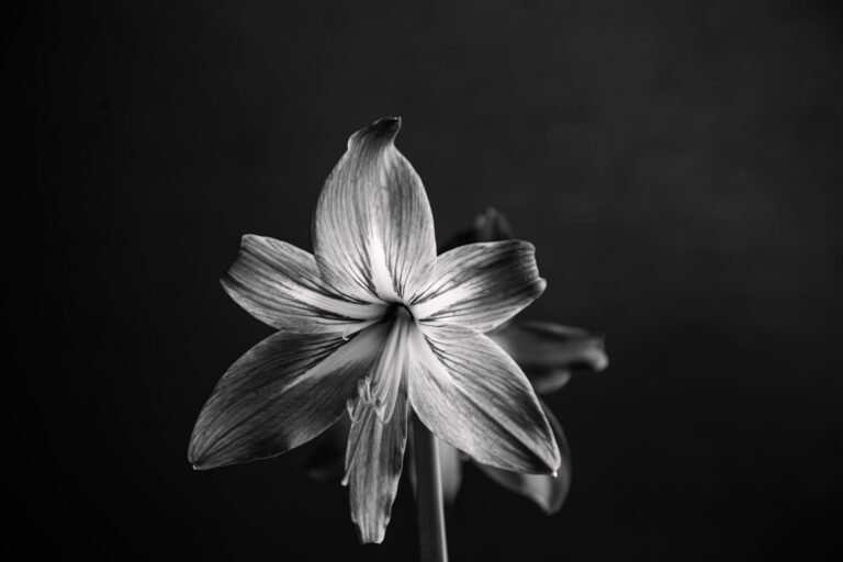 Vasty Photographer - A premium WP theme by Greatives